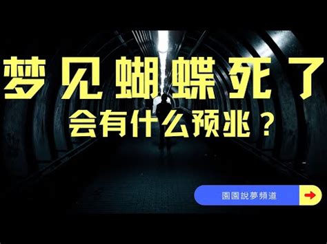 夢到蝴蝶停在臉上|【夢到蝴蝶停在臉上】夢到蝴蝶停在臉上：揭開愛情靈魂動物的夢。